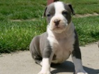 American Bully XL