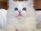 Ragdoll kocourek s PP