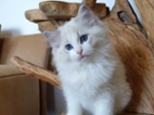 Ragdoll kocourek s PP