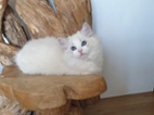 Ragdoll kocourek s PP