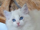 Ragdoll kocourek s PP