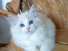 Ragdoll kocourek s PP