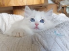 Ragdoll kocourek s PP