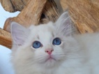 Ragdoll kocourek s PP