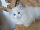 Ragdoll kocourek s PP