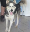Sibiřský hasky