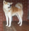 Akita-Inu