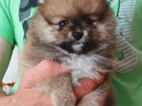 Pomeranian kluk