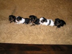 Štěňátka Biewer York a Spaltbiewer F3