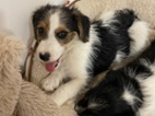 Jack russel