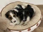 Jack russel
