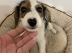Jack russel