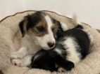 Jack russel