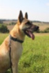 Belgický ovčák – Malinois