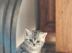 Britská whiskas koťátka s PP