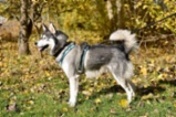 Sibiřský hasky