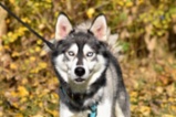 Sibiřský hasky