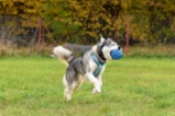Sibiřský hasky