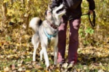 Sibiřský hasky