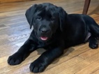 Prodám labradorského retrívra.