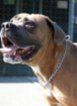 Italský corso pes (Cane Corso)