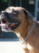 Italský corso pes (Cane Corso)