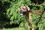 Italský corso pes (Cane Corso)