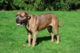 Italský corso pes (Cane Corso)