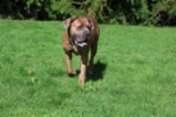 Italský corso pes (Cane Corso)