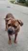 Italský corso pes (Cane Corso)