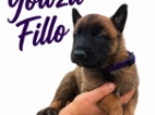 Belgický ovčák