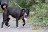 Americký pitbulteriér