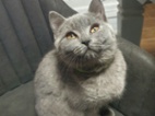 Britská modrá koťata