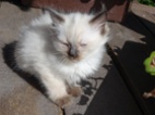Kocourek ragdoll k rezervaci