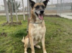 Belgický ovčák – Malinois