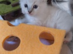 Ragdoll kočičky