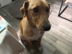 Inzerát křížence labradora