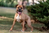 Americký pitbulteriér