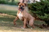Americký pitbulteriér