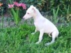 Whippet /Vipet/ - pejsek bez pp