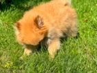 Pomeranian fenka