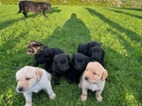 Labradorský retriever s PP