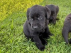 Labradorský retriever s PP