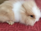 Prodám mláďata zakrslých Teddy králíčků