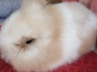 Prodám mláďata zakrslých Teddy králíčků
