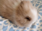 Prodám mláďata zakrslých Teddy králíčků