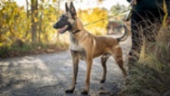 Belgický ovčák – Malinois