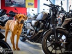 Rhodéský ridgeback