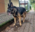 Německý ovčák
