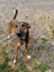 Saluki - Perský chrt